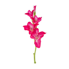 Fototapeta premium Pink gladiolus flower stem isolated on transparent background 