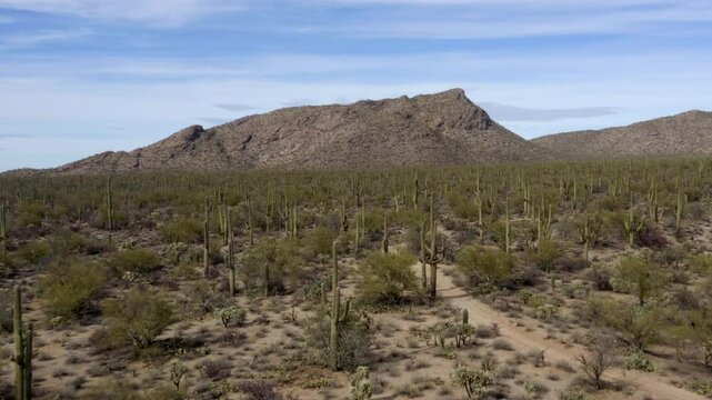 Drone flyover of the Sonoran Desert and saguaro cactus near Marana, Arizona. 