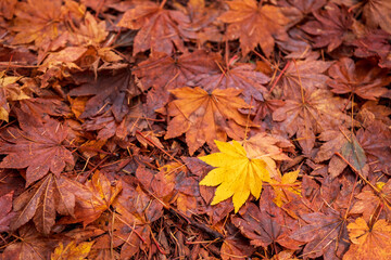紅葉　黄葉　もみじ　楓