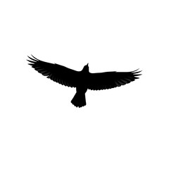 Obraz premium Silhouette of a bird with outstretched wings soaring upwards in the air, viewed from below, against white