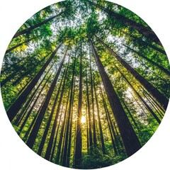 Forest sustainability responsible resource use biodiversity protection ecosystem health long-term forest care sustainable logging replanting climate resilience practices