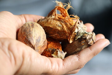 Areca Palm Tree with Fully Ripened Yellow Fruits

Fresh Yellow Pinang Fruits Arranged for Food Photography
