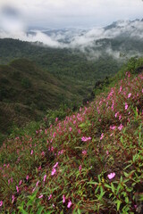 Dok Thian Peek Phi Sua (Impatiens Patula Craib) is the beautiful flowers field in rainy season ,...
