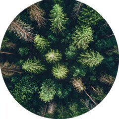Forest management responsible timber harvesting biodiversity protection habitat preservation fire control replanting climate regulation eco forestry practices ecosystem health