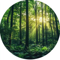 Forest preservation techniques sustainable land management habitat protection reforestation programs tree conservation forest health biodiversity preservation ecosystem restoration