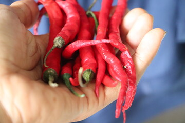 Prices of curly chili peppers have increased in the market
