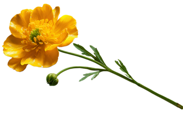 Buttercup flower with long stem, isolated on transparent background