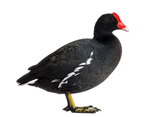 Obraz premium Realistic red-fronted coot bird, front view, isolated.