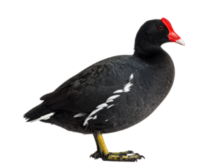 Realistic red-fronted coot bird, front view, isolated.