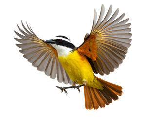 Great kiskadee in flight with open wings, isolated on white.