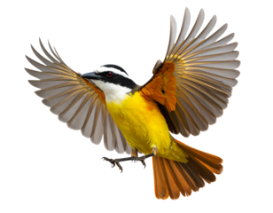 Great kiskadee in flight with open wings, isolated on white.