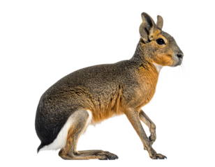Another side pose of Patagonian mara, isolated on white.