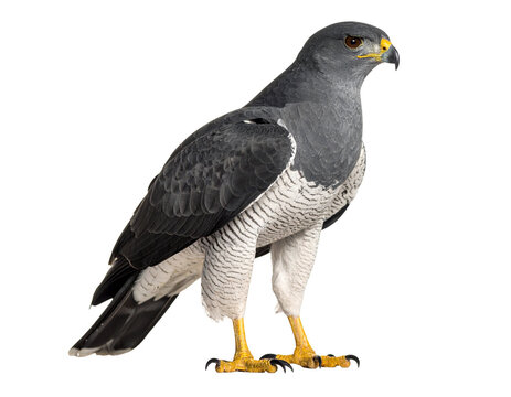 Realistic black-chested buzzard-eagle standing, isolated on white background.