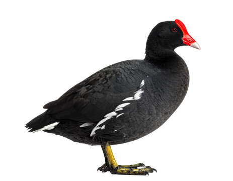 Realistic red-fronted coot bird, front view, isolated.