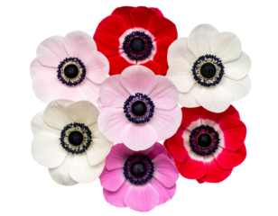 Top View Floral Circle of Anemone Flowers in Assorted Colors, isolated on a transparent background