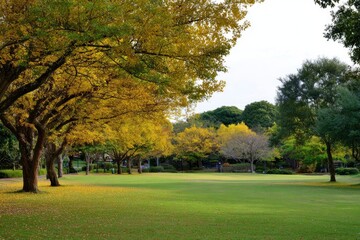 Fototapeta premium Autumnal park with trees showing yellow leaves bordering a large green lawn