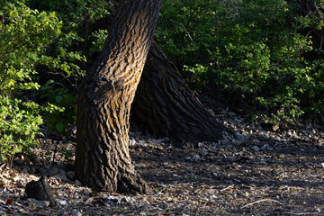 Fading sunlight shines on tree