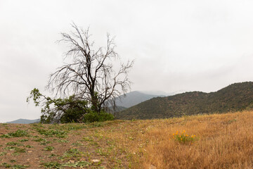 &aacute;rbol con pocas hojas y muchas ramas con fondo de monta&ntilde;as con d&iacute;a nublado