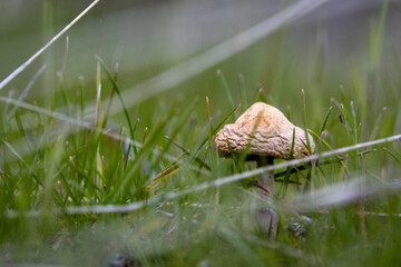 Dried up mushroom in the grass