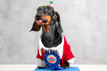 Cute dachshund dressed in a festive outfit shows tongue, featuring a birthday badge. perfect for celebrating pet birthdays and joyful occasions with pets.