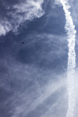 Flying birds in the blue sky with a trace of a plane.
