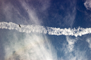 Flying birds in the blue sky with a trace of a plane.