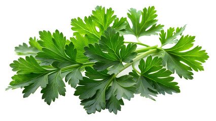 Fototapeta premium parsley isolated on white background