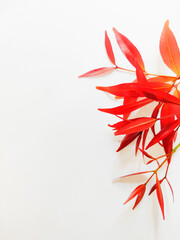 Syzygium Oleana or Red Shoots Leaves on White Background. Perfect For Wallpaper or Background. Selective Focus