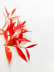 Syzygium Oleana or Red Shoots Leaves on White Background. Perfect For Wallpaper or Background. Selective Focus