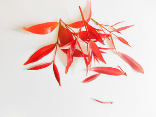 Syzygium Oleana or Red Shoots Leaves on White Background. Perfect For Wallpaper or Background. Selective Focus