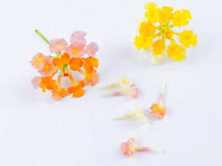 Blurry Soft Pictures of Lantana Urticoides Leaves. Also Known as West Indian Shrubverbena. Beautiful White, Yellow and Pink Flowers Colors On White Background
