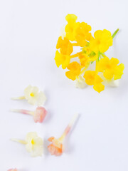 Blurry Soft Pictures of Lantana Urticoides Leaves. Also Known as West Indian Shrubverbena. Beautiful White, Yellow and Pink Flowers Colors On White Background