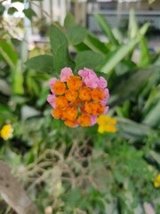 Lantana Urticoides Also Known as West Indian Shrubverbena, Family of Verbenaceae. Beautiful Flower in The Garden