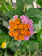 Lantana Urticoides Also Known as West Indian Shrubverbena, Family of Verbenaceae. Beautiful Flower in The Garden