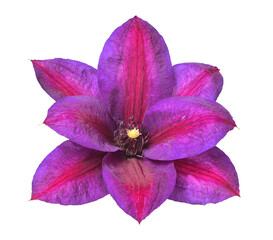 Flower purple clematis isolated on white background. Floral pattern, object. Flat lay, top view