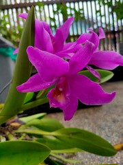 Guarianthe Skinneri Family Of Orchidaceae. Beautiful Orchid in The Garden. Guarianthe is a colorful purple flowers. Costa Rican national flower. Guaria morada. Perfect for Flower Background.