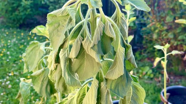 A sunflower plant wilting from heat and drought in a garden