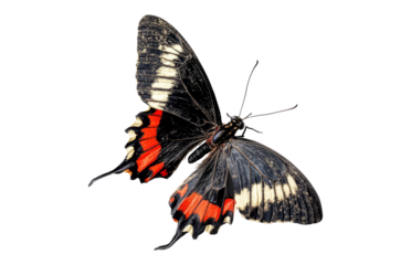 Colorful butterfly with vibrant wings isolated on a black background