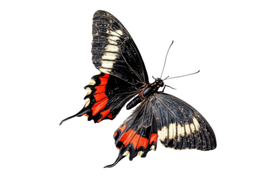 Colorful butterfly with vibrant wings isolated on a black background