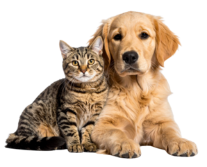  Tabby Cat Leaning on Golden Retriever Puppy’s Back, Adorable Pet Friendship Pose, Transparent PNG