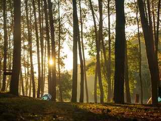 Fototapeta premium Sunbeam shining through tree sunny ray lens flare beautiful sunlight amazing landscape beauty in nature morning tranquility. Illuminated light beam pine tree woodland sunrise natural phenomenon