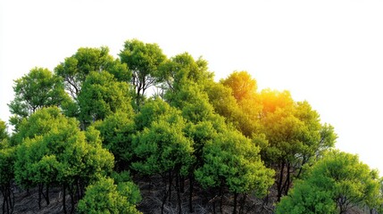 Lush Green Trees Against Bright Sky in Nature Landscape Environment