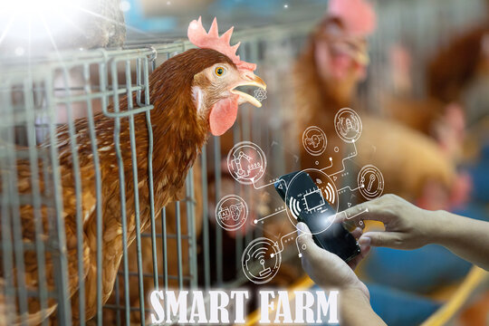 Good smart farm operation requires efficient AI systems to help laying hens produce eggs efficiently.