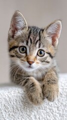 Adorable Tabby Kitten with Big Eyes and Playful Expression