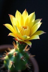 Delicate prickly pear cactus flower, close-up, texture, close up, wildlife