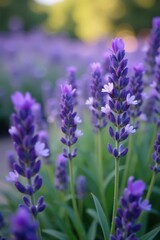 Dense lavender spikes, delicate buds, rich color saturation , lavender flowers, flowers