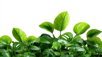Lush Green Leaves of Indoor Plants on White Background for Decor