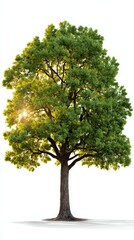 Vibrant Green Tree with Sunlight Highlighting Its Leaves and Trunk