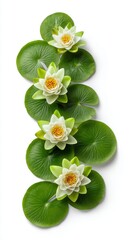 Vibrant White Water Lilies on Green Leaves Isolated on White Background