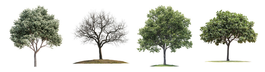 Fototapeta premium Four Distinct Tree Seasons Representing Nature's Cycle and Change, PNG bundle collection, Isolated on Transparent Background